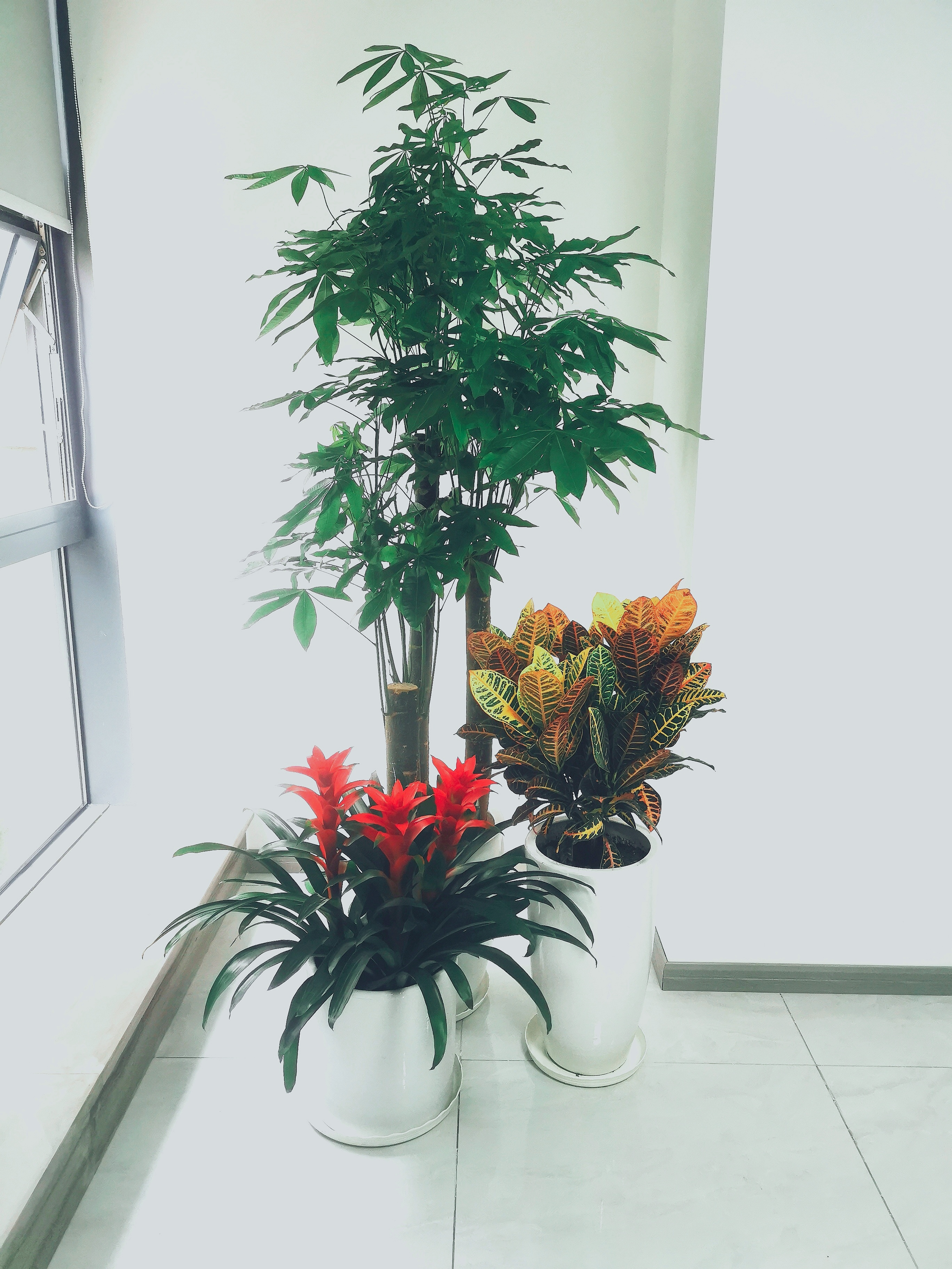 西安绿植租摆服务实景:大堂大型绿植摆放