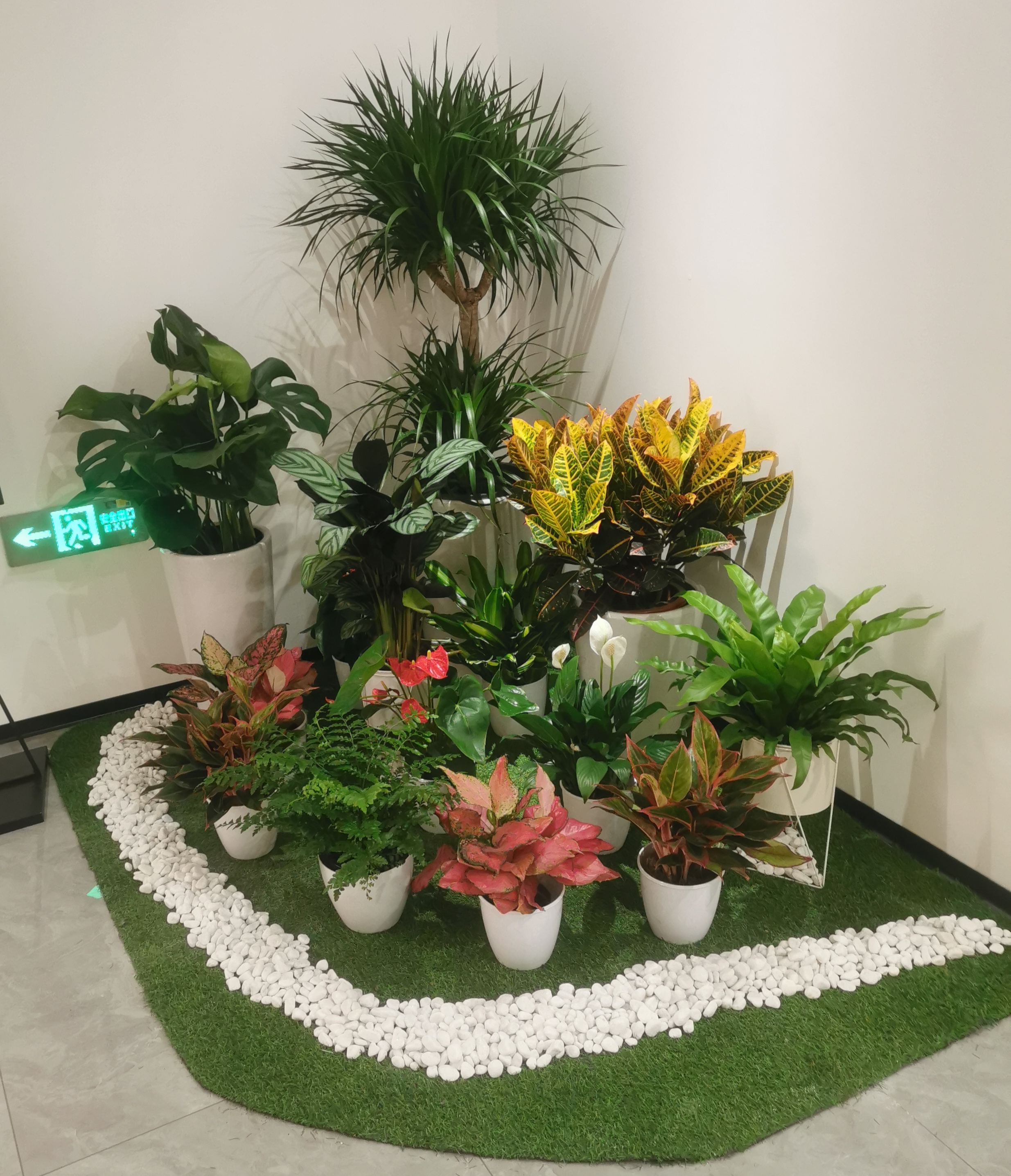 西安绿植租摆服务实景:接待区花卉绿植搭配
