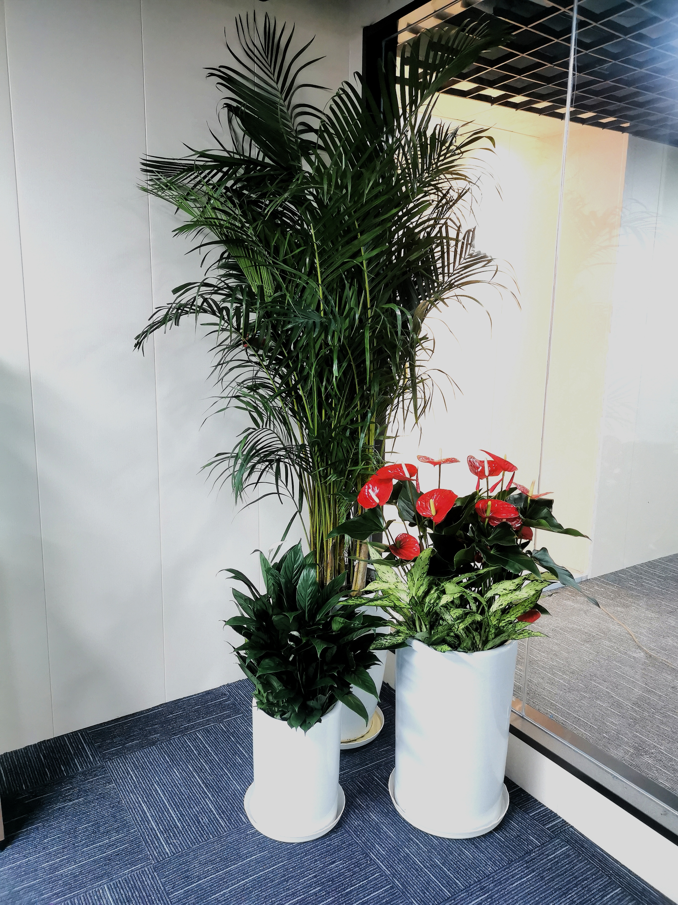 西安绿植租摆服务实景:门厅绿植花艺布置